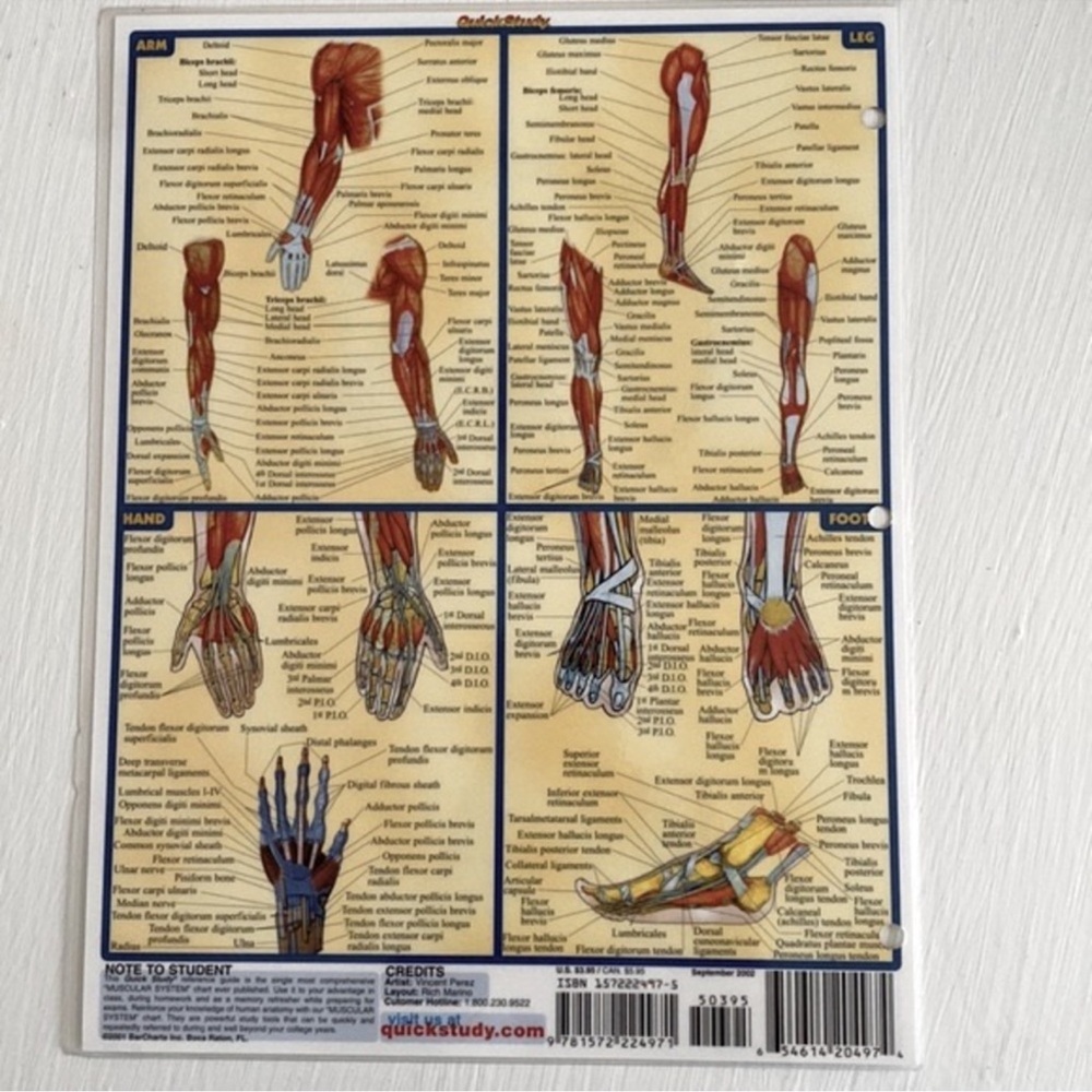 Muscular System Educational Wall Chart/ Study Guide - Picture 2 of 6